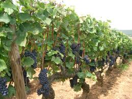 Pinot Noir on the vine in Burgundy, France
