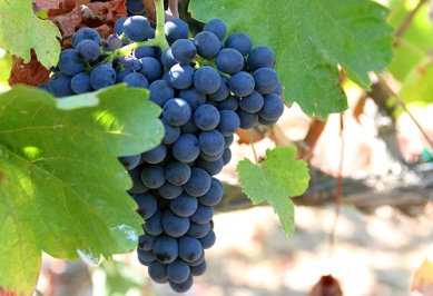 Shiraz grapes